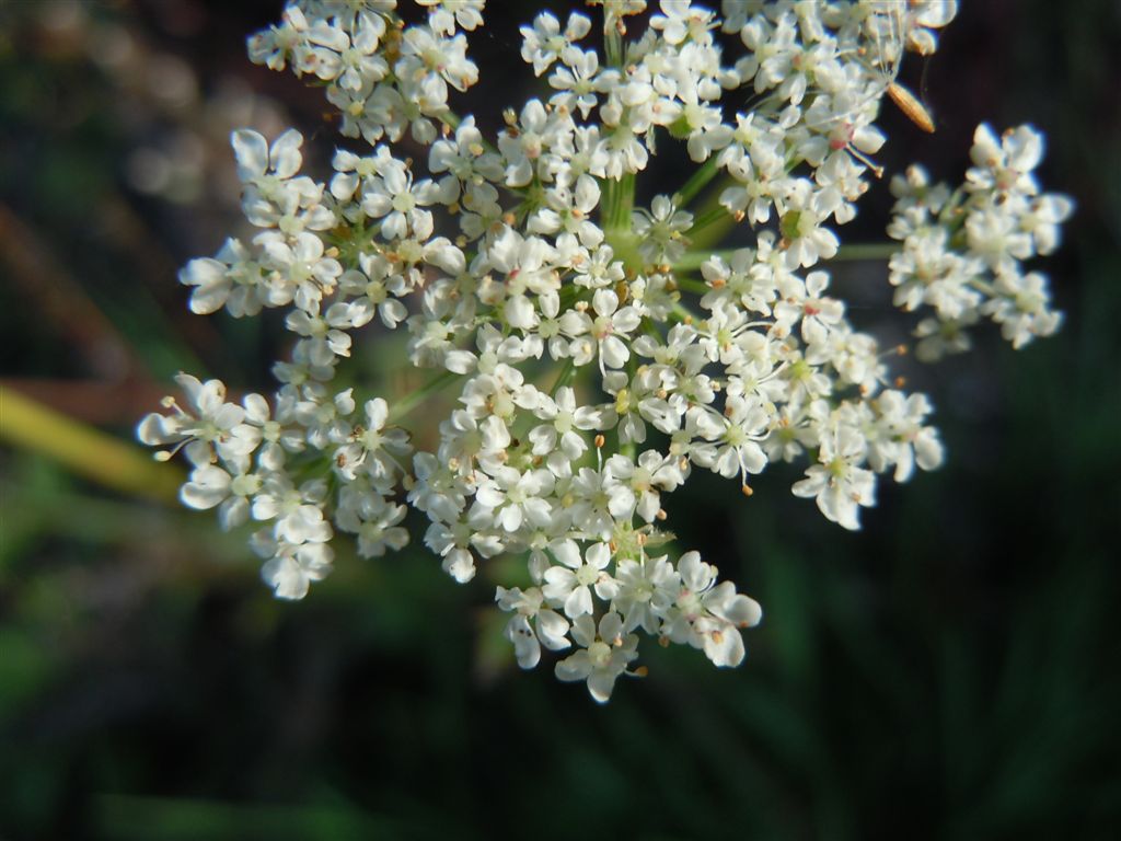 Piccola Apiacea - Daucus carota